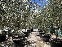 Olive Coratina 500MM Pot