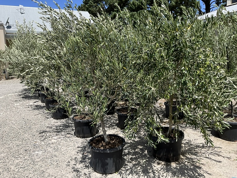 Olive Coratina 500MM Pot