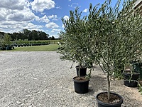 Olive Coratina 500MM Pot