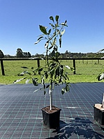 Avocado Hass 18 Liter