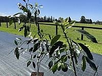 Avocado Hass 18 Liter