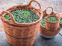 Arbequina Olive Tree