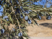 Arbequina Olive Tree
