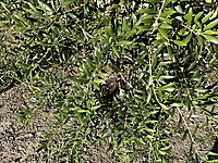 Arbequina Olive Tree