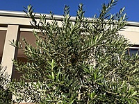 Arbequina Olive Tree