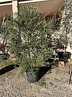 Arbequina Olive Tree