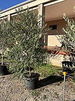 Arbequina Olive Tree