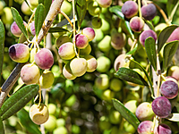 Arbequina Olive Tree