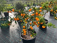 Mandarin Kishu 90 liter