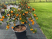 Mandarin Kishu 90 liter