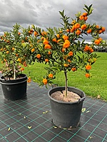 Mandarin Kishu 90 liter