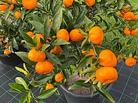 Mandarin Kishu 90 liter
