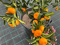 Mandarin Kishu 90 liter