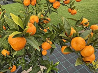 Mandarin Kishu 90 liter