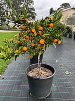 Mandarin Kishu 90 liter