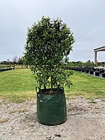 Imperial Mandarin