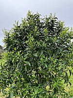 Imperial Mandarin