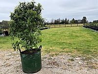 Imperial Mandarin