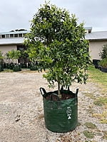 Imperial Mandarin