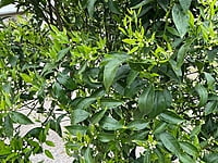 Imperial Mandarin