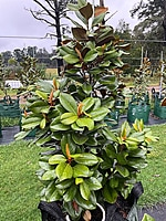 Magnolia Teddy Bear