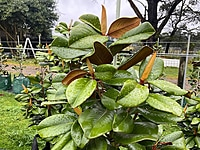 Magnolia Teddy Bear