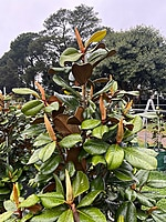 Magnolia Teddy Bear