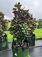 Magnolia Teddy Bear
