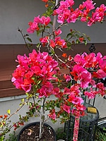 Bougainvillea Assorted