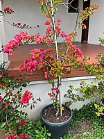 Bougainvillea Assorted