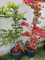 Bougainvillea Assorted