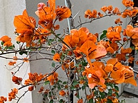 Bougainvillea Assorted