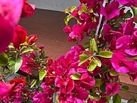 Bougainvillea Assorted