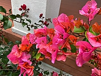 Bougainvillea Assorted
