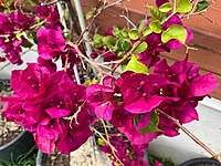 Bougainvillea Assorted