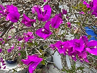 Bougainvillea Assorted