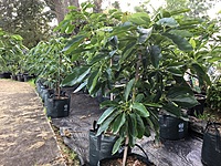 Avocado Hass 35 Litre