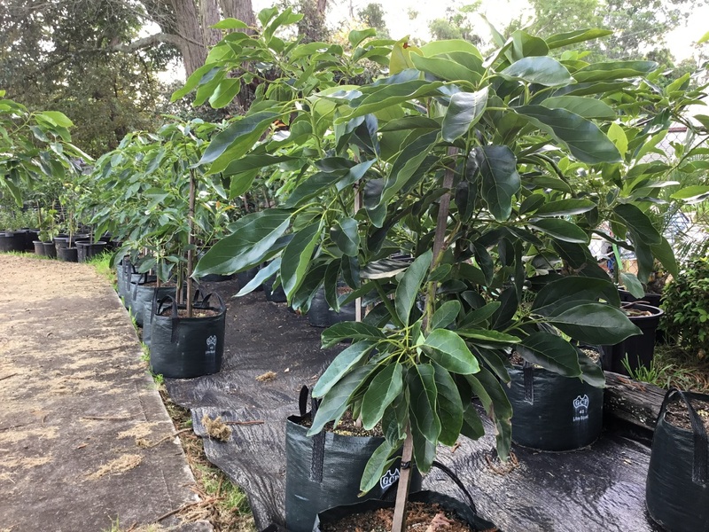 Avocado Hass 35 Litre