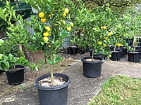 Lemon Eureka Seedless 500MM Pot