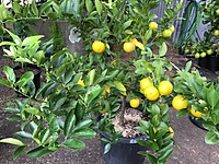 Lemon Eureka Seedless 500MM Pot