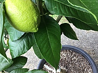 Lemon Eureka Seedless 500MM Pot