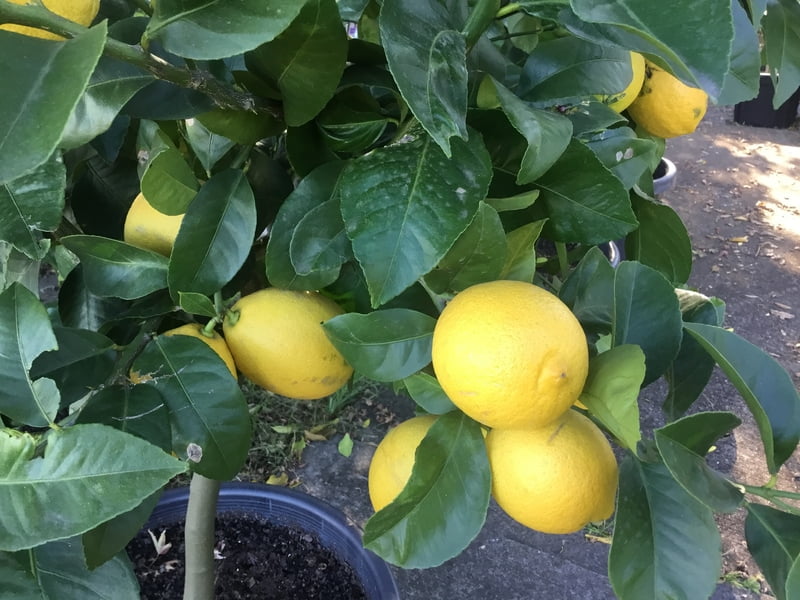 Lemon Eureka