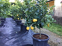 Lemon Eureka Seedless 500MM Pot