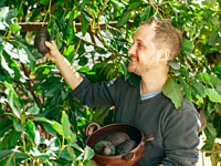 Avocado Hass 35 Litre