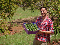 Avocado Hass 35 Litre