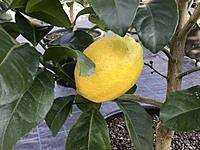 Eureka Lemon