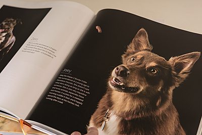 BOOK - Shoot The Dog Volume TWO