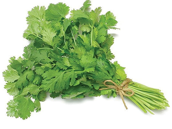 Coriander Leaves Bunch