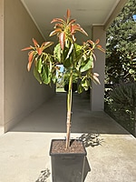 Avocado Guatemala