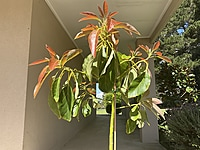 Avocado Guatemala